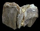 Hyracodon (Running Rhino) Tooth - South Dakota #60941-2